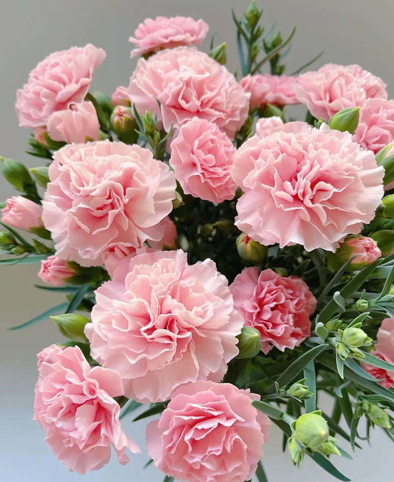 How to Care For carnation