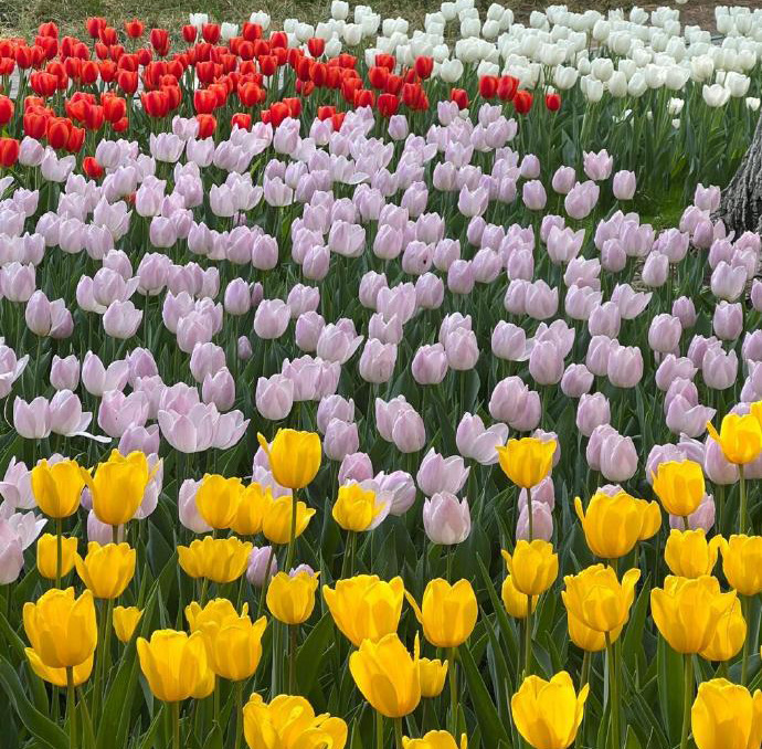 How to Care For Your Flowers