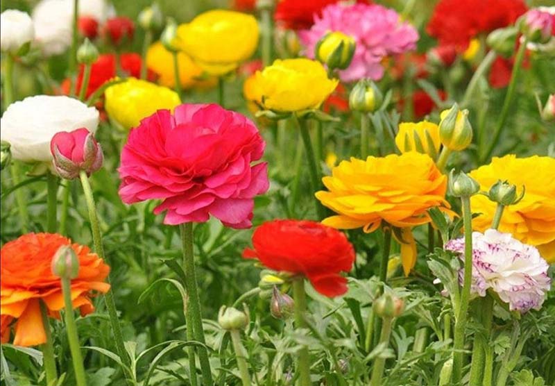 How to Care For Your Flowers