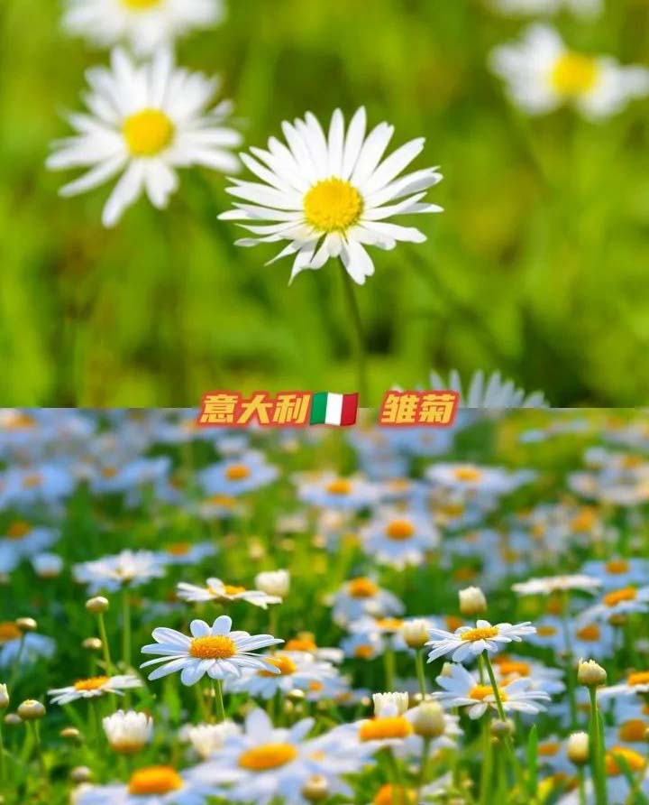 the national flower of every country
